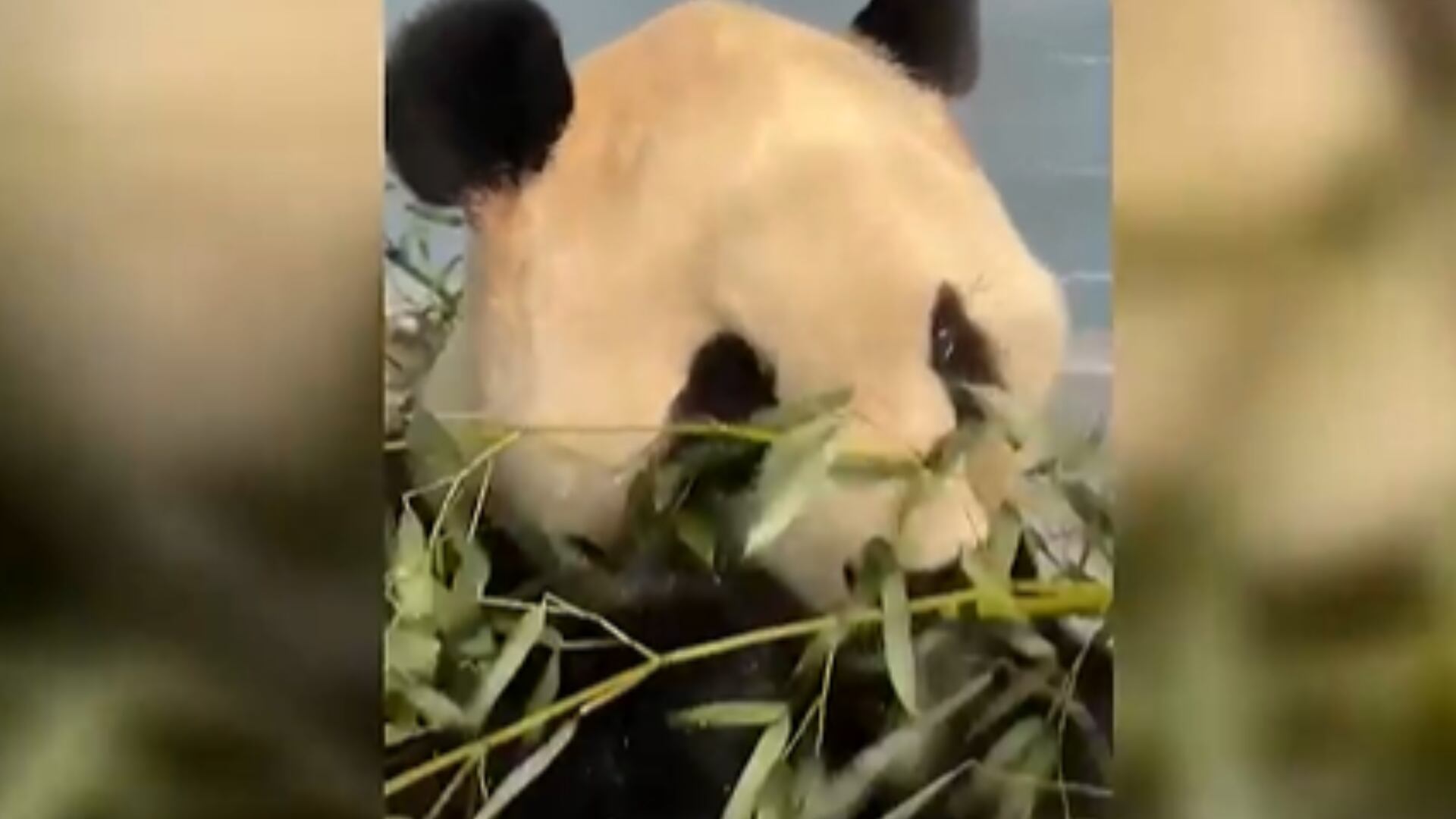 Zoo Atlanta Welcomes Two New Giant Pandas From China