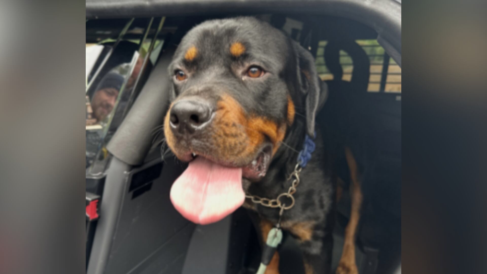 Dunwoody Police Seek Owner of Dog Found Tied to Sign