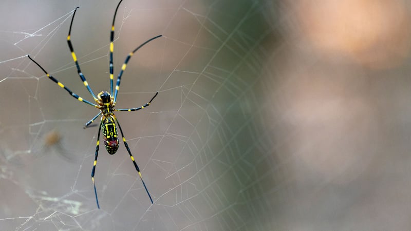 A new UGA study found the invasive Joro spider isn't particularly phased by the vibrations and...