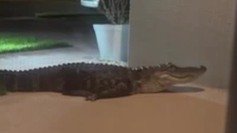 A Florida family says a 7-foot-6 alligator startled them outside their Palm Bay home before...