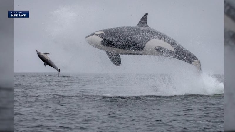 A whale watching trip turned into a rare and unforgettable experience when a pod of killer...