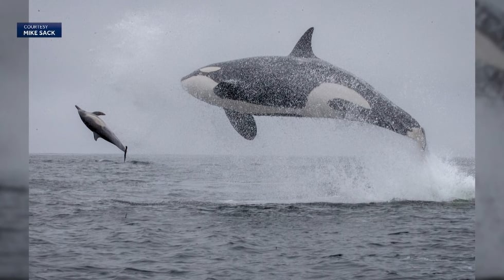 A whale watching trip turned into a rare and unforgettable experience when a pod of killer...