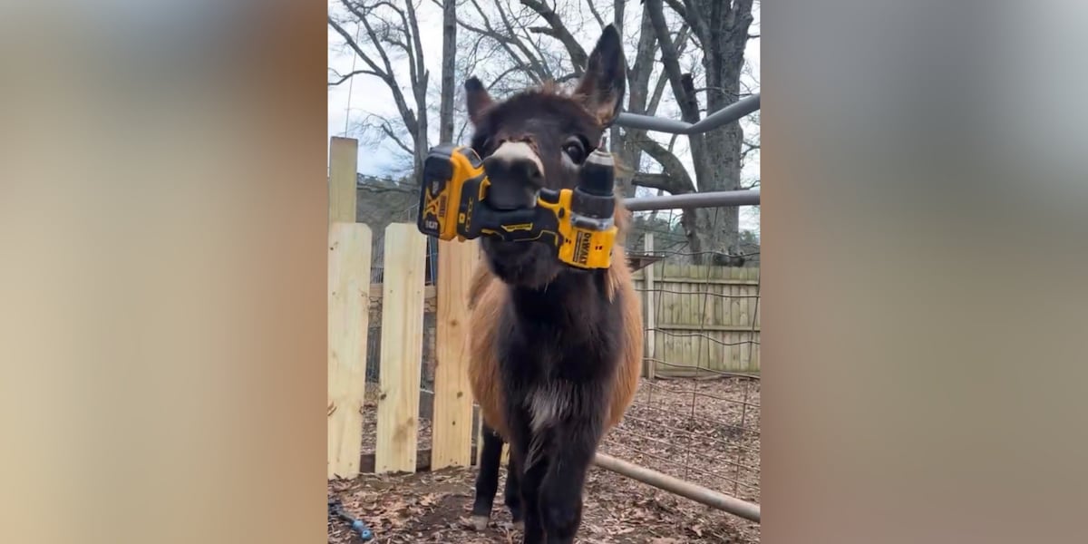 Owner of baby donkey killed by police mourns loss, demands justice