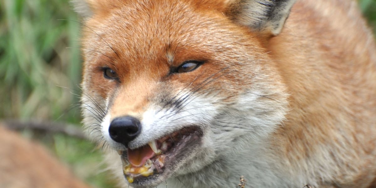 Rabid fox bites resident in Gwinnett County, health department says