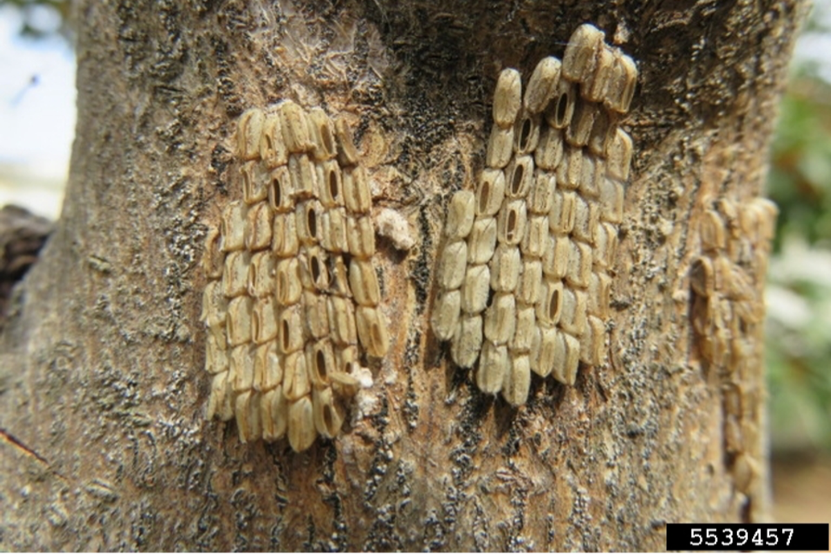Georgia Invasive Insect Invasive species discovered in Georgia poses ‘serious risk’ to state’s ...