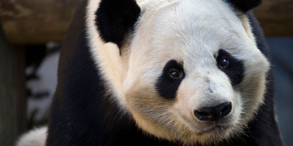 Zoo Atlanta in talks to bring back giant pandas, working to expand ...