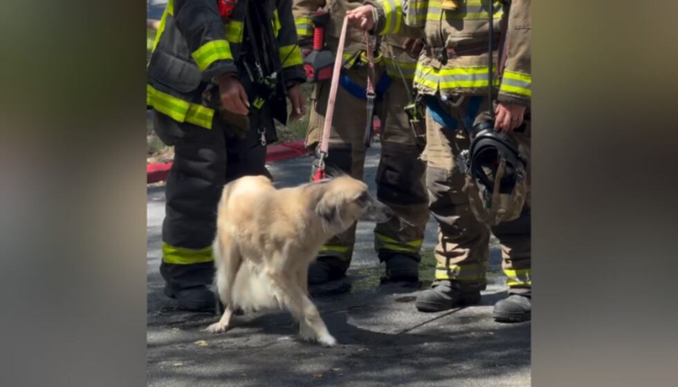 Dog rescued from Atlanta apartment fire