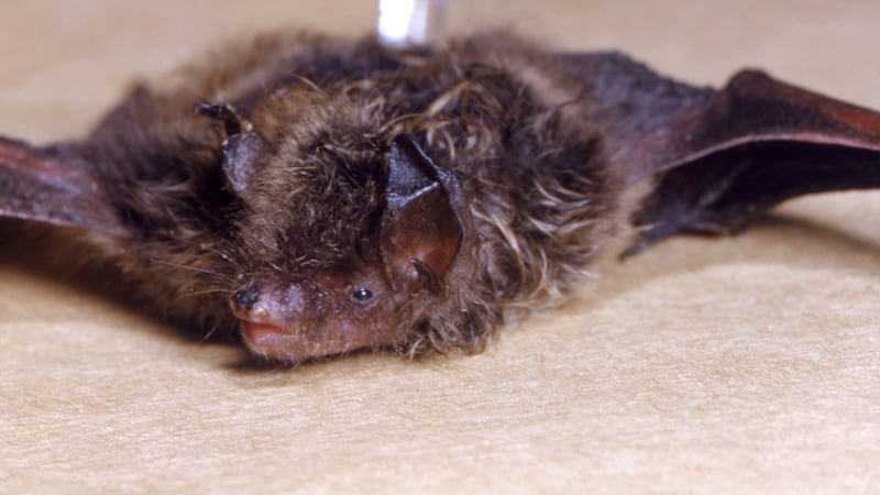 Health authorities are warning Kansans to be aware of an increase in the number of bats...