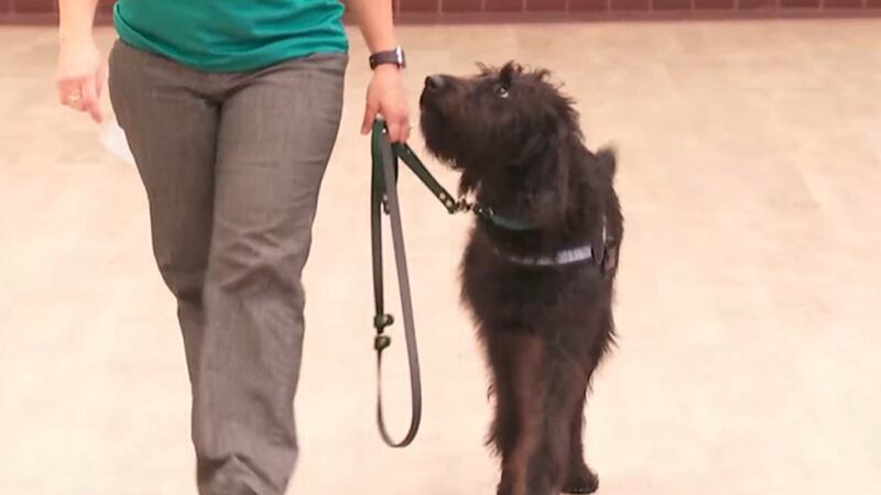 One of the state’s newest employees is a Labradoodle named Asher. He’s a member of the Georgia...