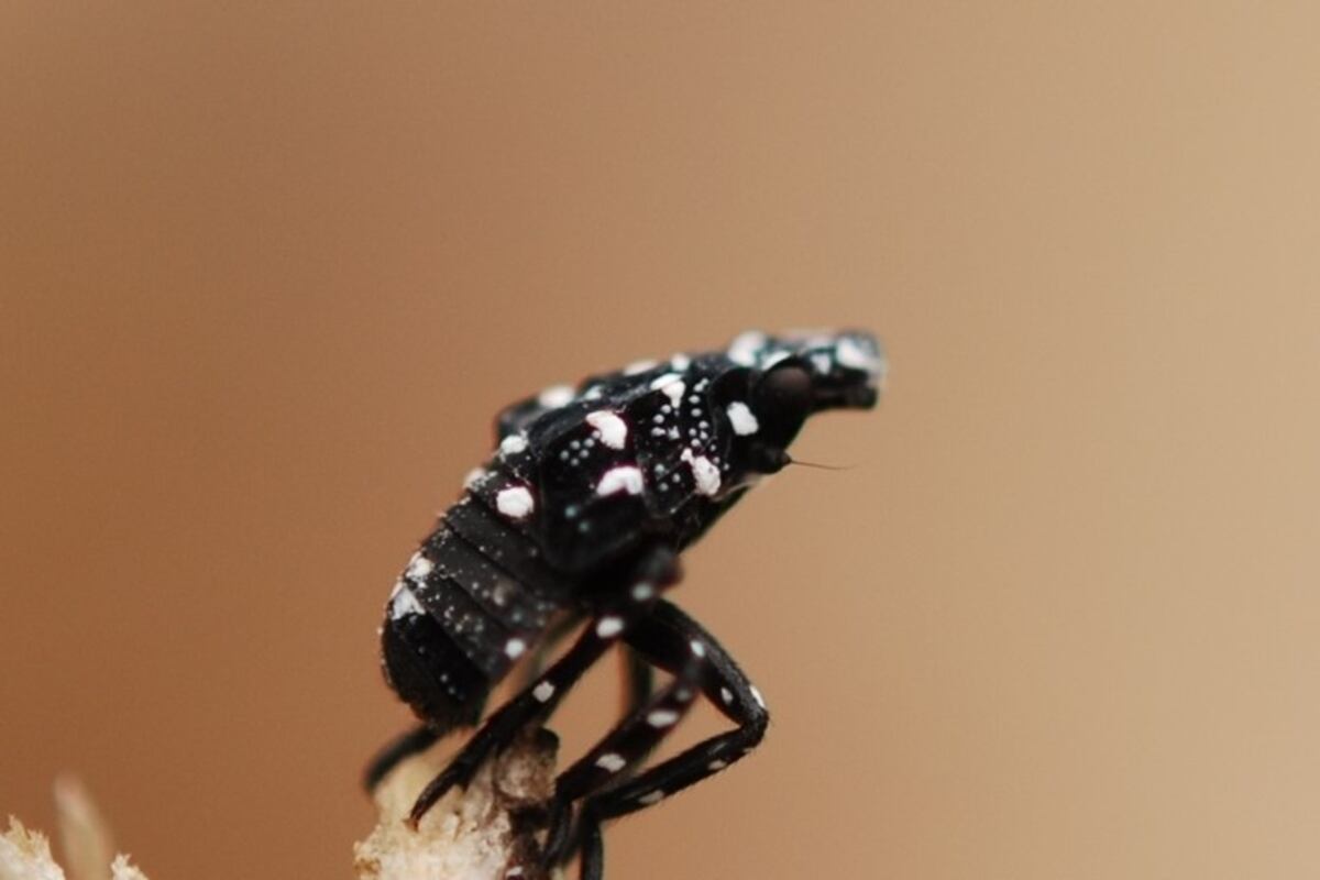 Georgia Invasive Insect Invasive species discovered in Georgia poses ‘serious risk’ to state’s ...