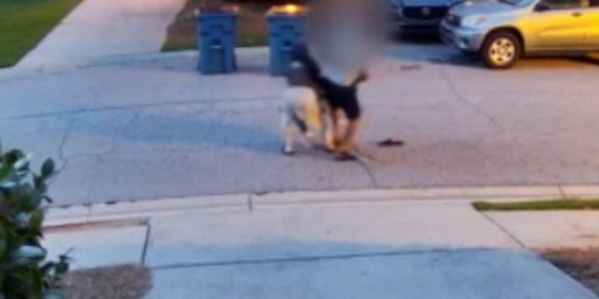 Exclusive video shows dog attack in Duluth; man hospitalized with severe hand injuries