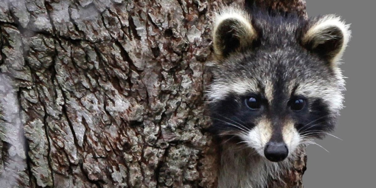 Raccoon attacked by dogs in Snellville area tests positive for rabies