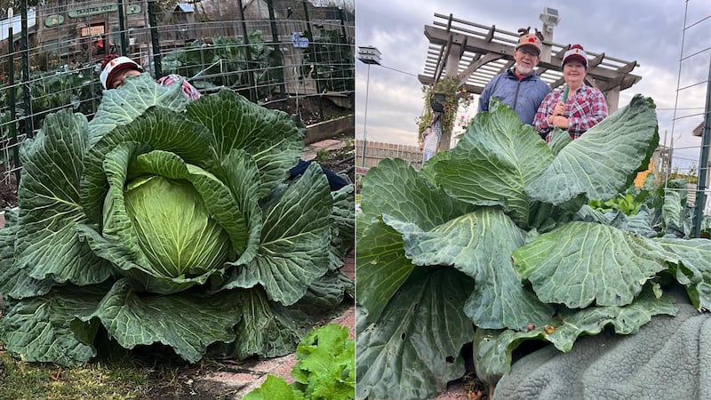 Cabbage Large Type Home gardener grows giant 44-pound cabbage, sets state record
