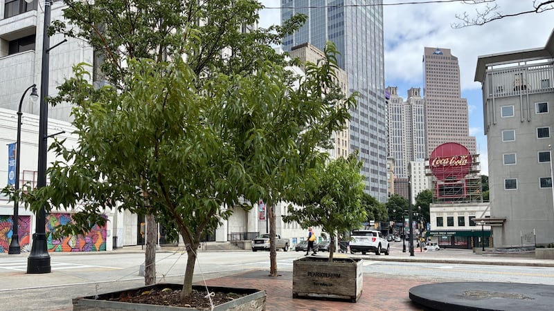 Peach trees take root on Peachtree Street in Atlanta