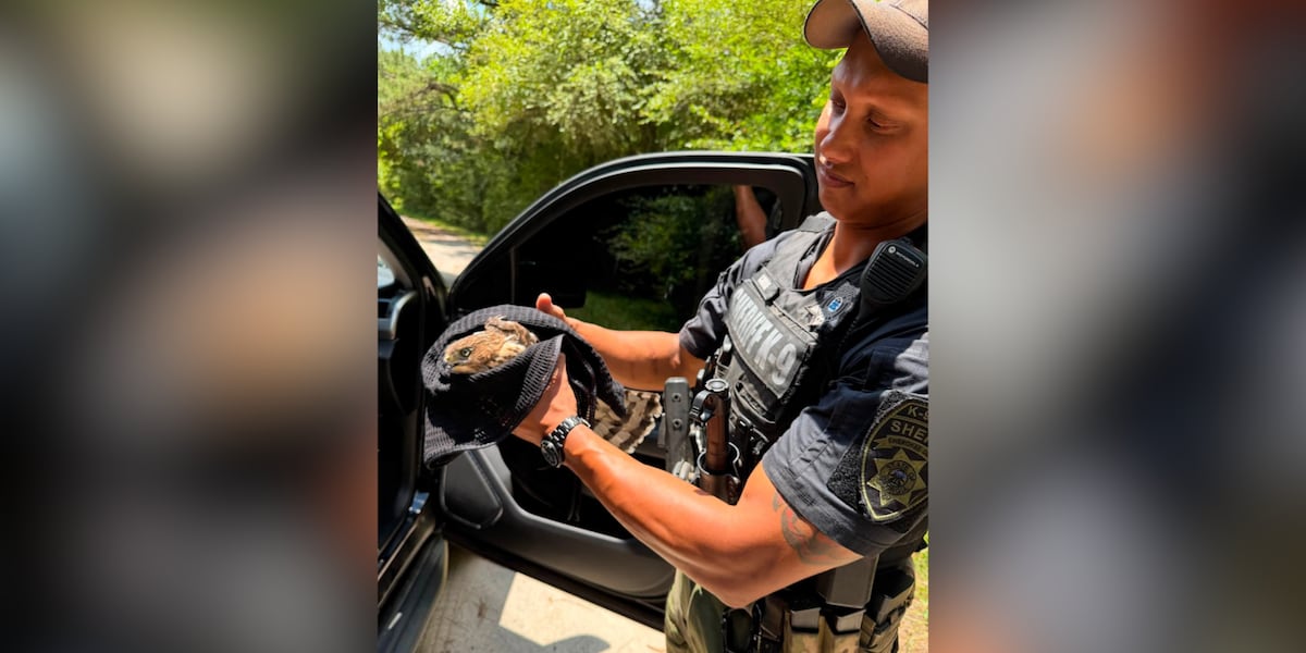 Cherokee deputies help rescue injured hawk hit by car