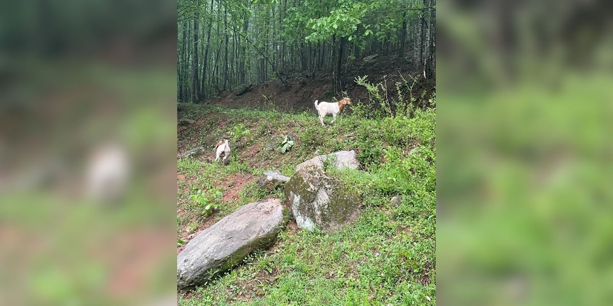 Sheriff’s office asks for help rounding up ‘goat gang‘ in Gilmer County