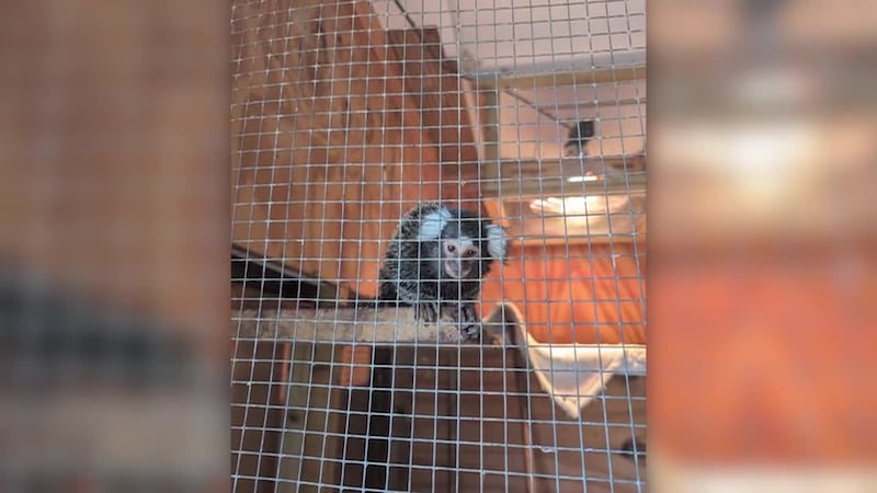 Caged monkey discovered in a laundry bag left on a London bus.