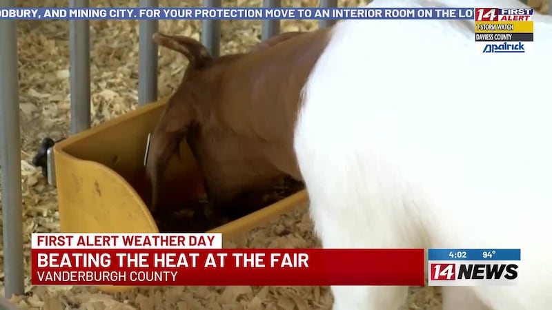 4H members battle heat at Vanderburgh County Fair