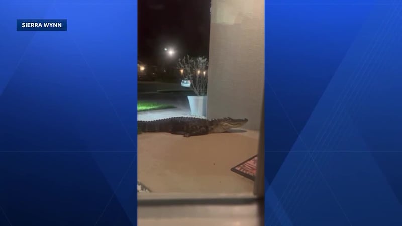 A Florida family says a 7-foot-6 alligator startled them outside their Palm Bay home before...