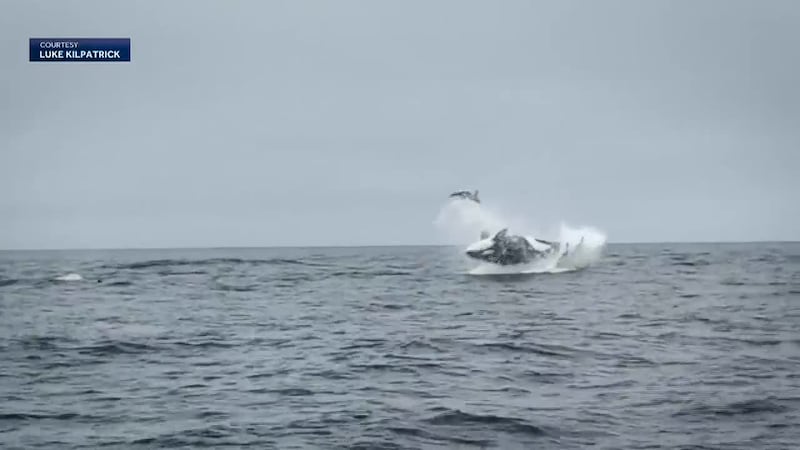 Whale watchers caught a rare and dramatic orca hunt on video. (KSBW, LUKE KILPATRICK,...