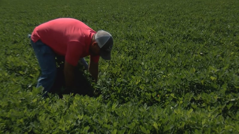 Warnings have been issued by the Georgia Department of Agriculture as well as the City of...