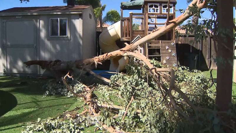 A father of four was nearly killed when intense winds knocked down part of a tree in his...