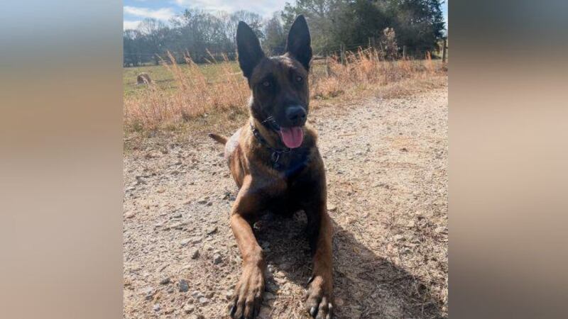 Amor, a K-9 with GSP, was airlifted to BluePearl Pet Hospital in Sandy Springs after being...